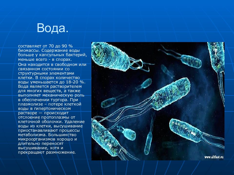 Вода в составе микроорганизмов
