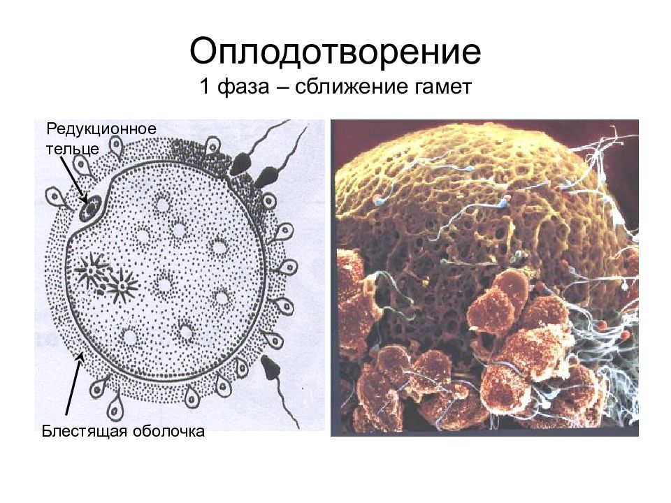 4 оплодотворение