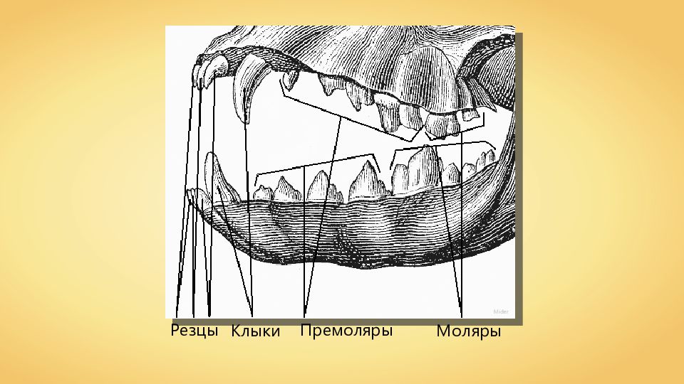 Премоляры и моляры предназначены для у млекопитающих. Резцы клыки премоляры. Зубы резцы клыки премоляры моляры. Резец клык моляр премоляр. Резцы клыки премолчры молчрв.