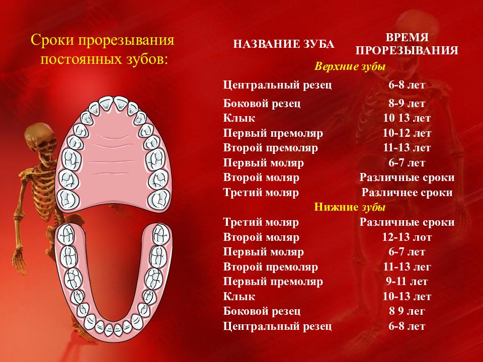 Периоды роста челюстей. Споки прорнзарич забов.