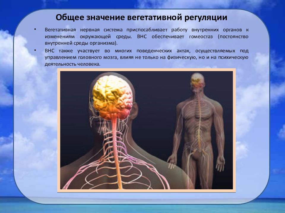 Нервная регуляция вегетативной системы функции. Нервная система человека. Вегетативная нервная система человека. Вегетативная нервная система человека участвует в. Регуляция нервной системы.