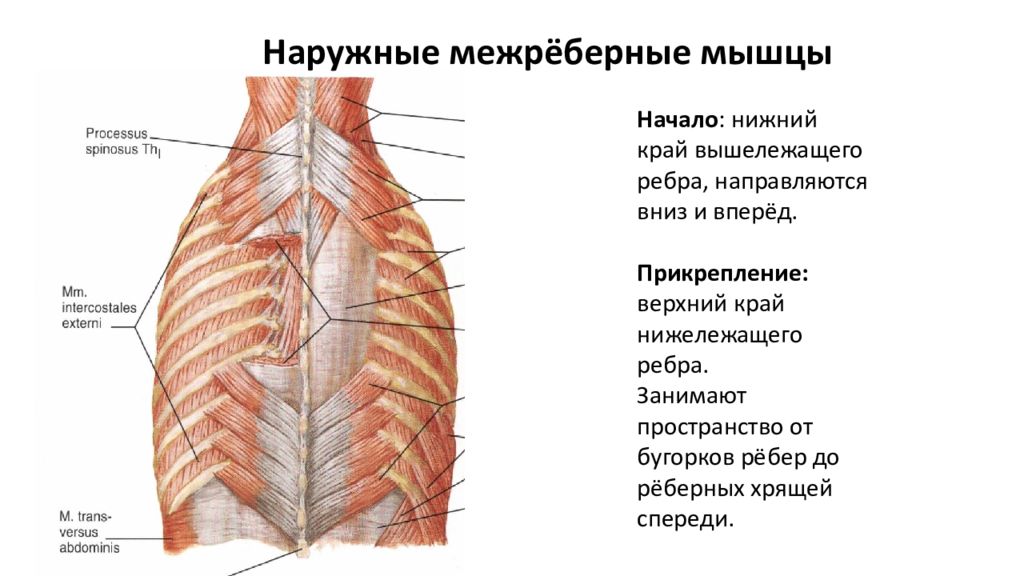 Межреберные мышцы участвуют в. Наружные реберные мышцы. Межреберные мышцы анатомия. Наружные межреберные мышцы функции. Внутренние межреберные мышцы начинаются:.