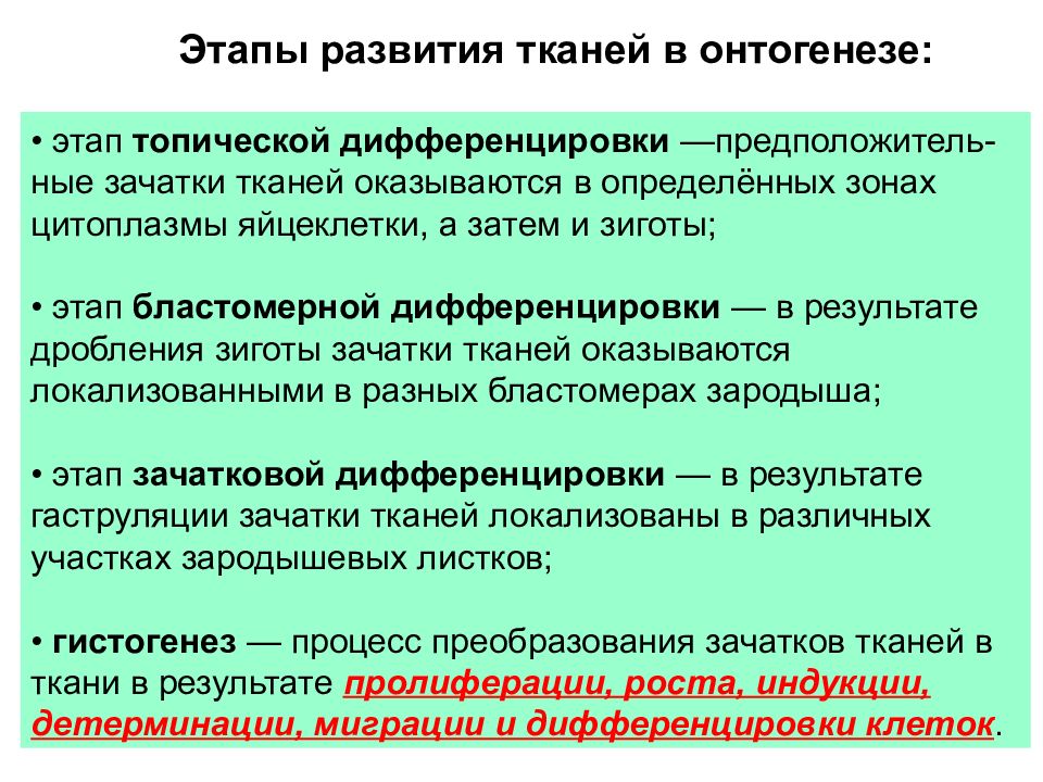 Развитие тканей. Этапы формирования ткани. Процесс развития тканей. Периоды развития ткани.