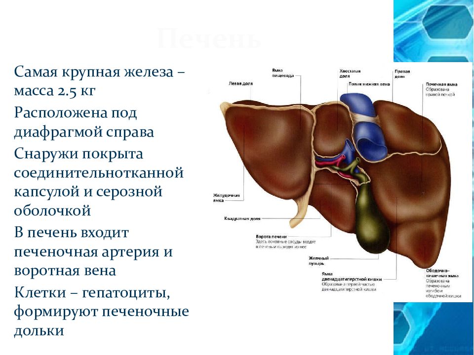 Печень человека расположение