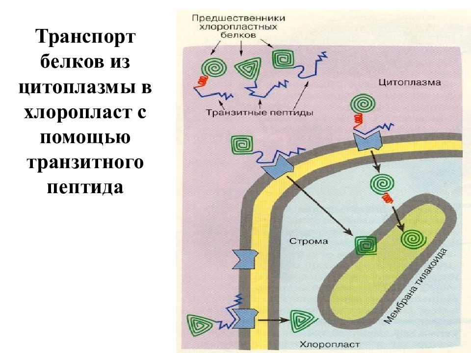 Транспорт белков. Транспорт белков в клетке. Транспорт белков из цитоплазмы. Транспорта белков хлоропластов.. Транспорт белков схема.