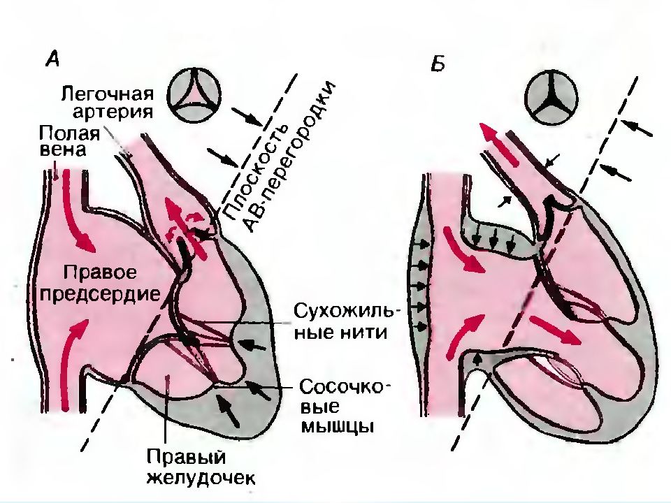 Механика сердца презентация