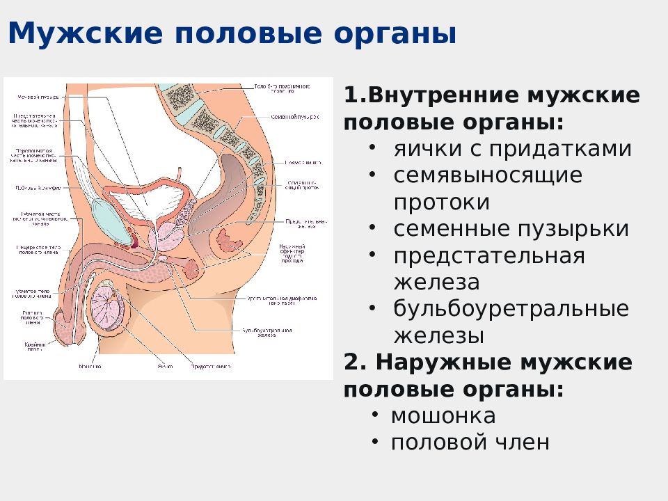Информация половая орган. Строение мужской половой системы анатомия. Перечислите наружные половые органы мужчины. Внутренние половые органы мужчины. Строение внутренних мужских половых органов.
