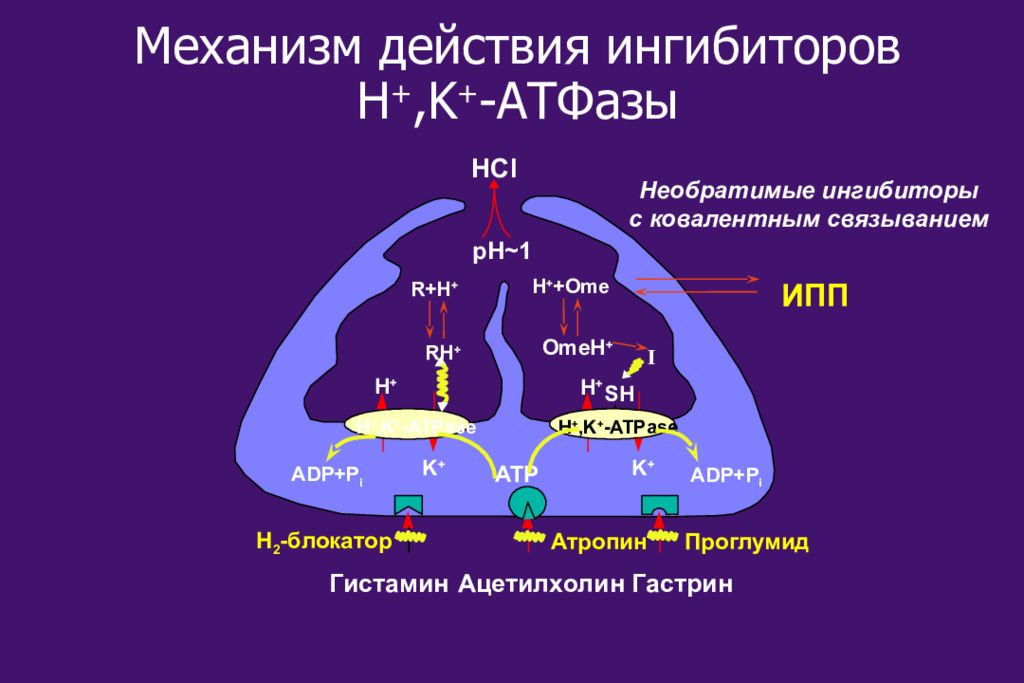 Механизм ингибиторов. Ингибиторы протонной помпы механизм. Ингибиторы ИПП механизм действия. Блокаторы h к АТФАЗЫ. Ингибиторы протонного насоса механизм действия.