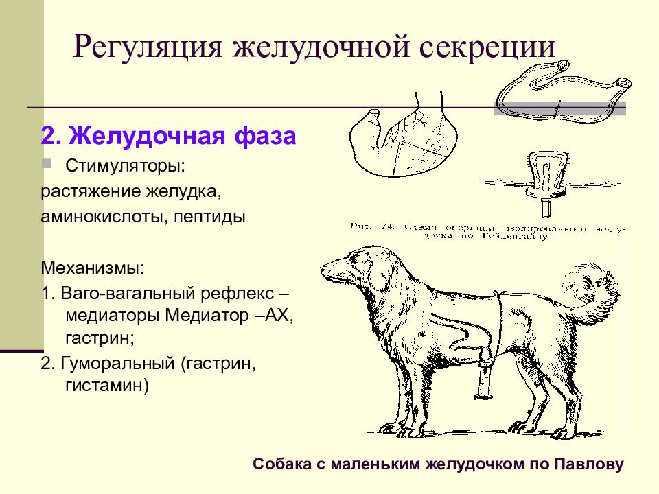 Регуляция у животных. Регуляция желудочного сокоотделения физиология. Фазы регуляции секреции по Павлову. Гуморальная регуляция желудочного сокоотделения схема. Регуляция желудочной секреции фазы желудочной секреции.