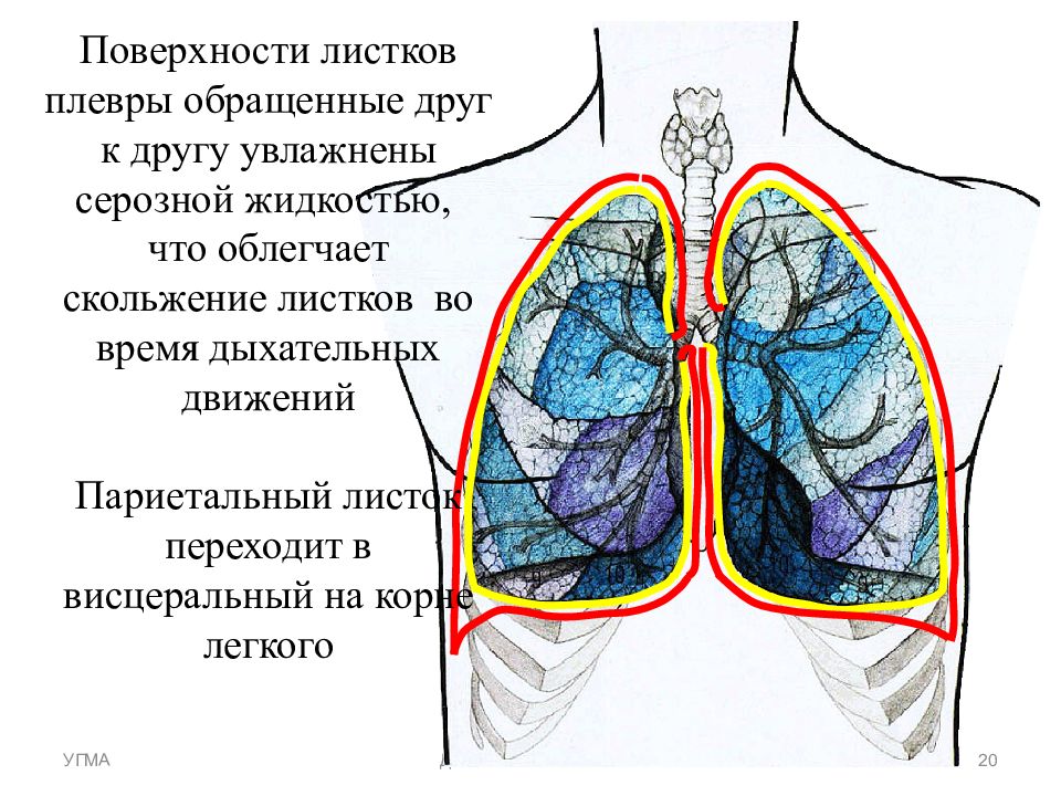 Площадь дыхательной поверхности легких человека. Висцеральный листок плевры. Дыхательная система плевра. Синусы дыхательной системы. Дыхательная система бронхи легкие плевра.