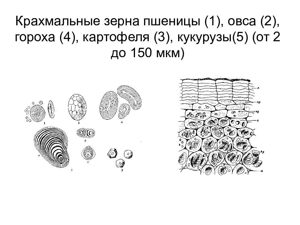 Крахмальные зерна. Строение крахмального зерна. Крахмальные зерна клубня картофеля. Крахмальные зерна в клетках гороха. Крахмальные зерна овса.