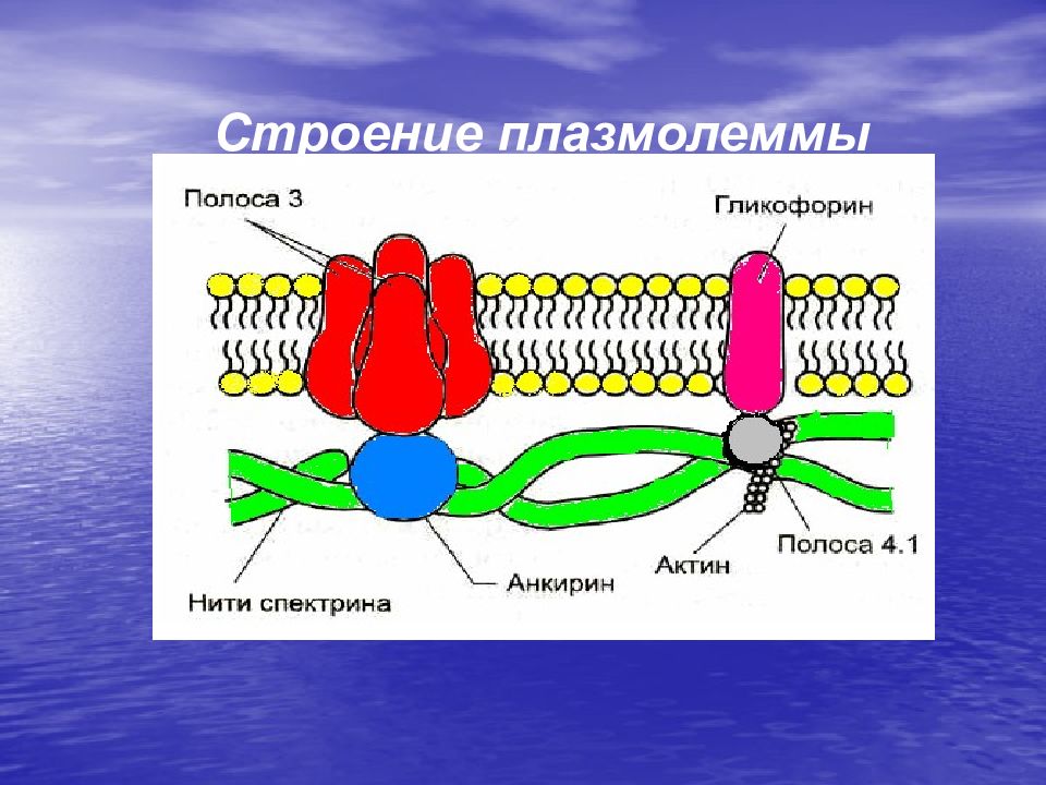 Функции плазмолеммы. Мембрана строение плазмолемма. Строение плазмолеммы. Строение плазмолеммы клетки. Плазмолемма строение и функции.