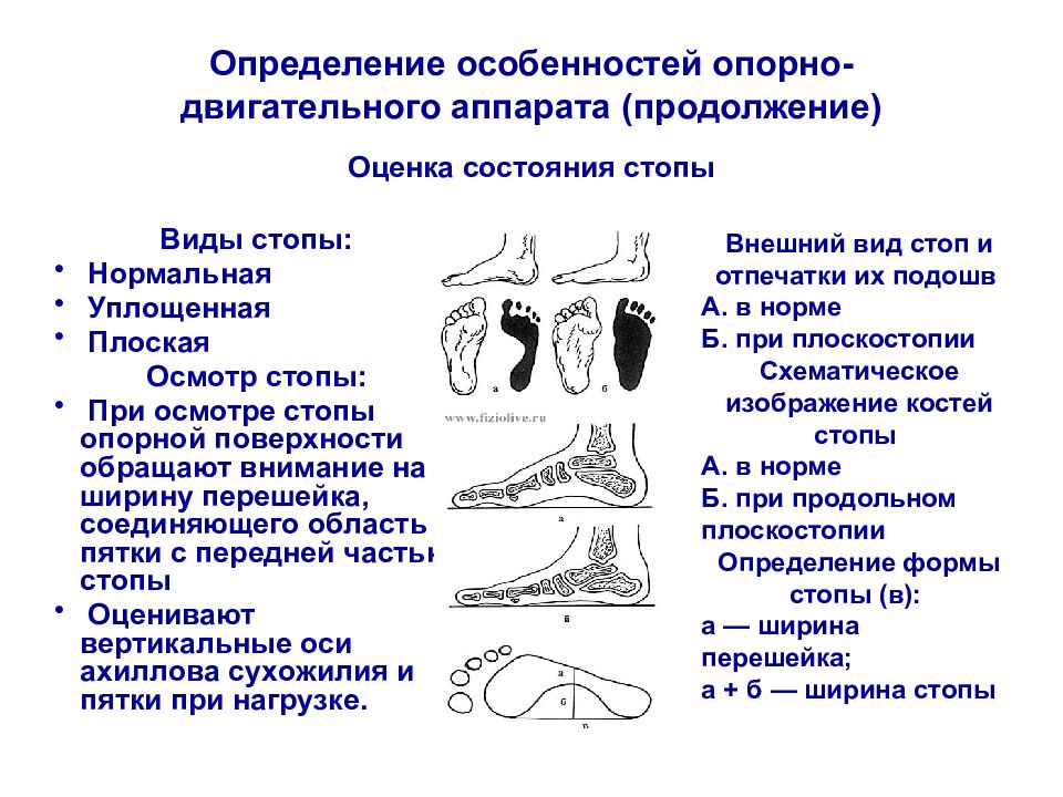 Плоскостопие мкб. Оценка опорно-двигательного аппарата. Особенности развития опорно-двигательного аппарата. Формирование опорно-двигательного аппарата у детей. Особенности формирования опорно-двигательного аппарата.