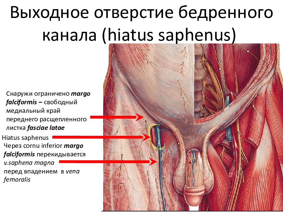 Паховый канал анатомия у мужчин схема