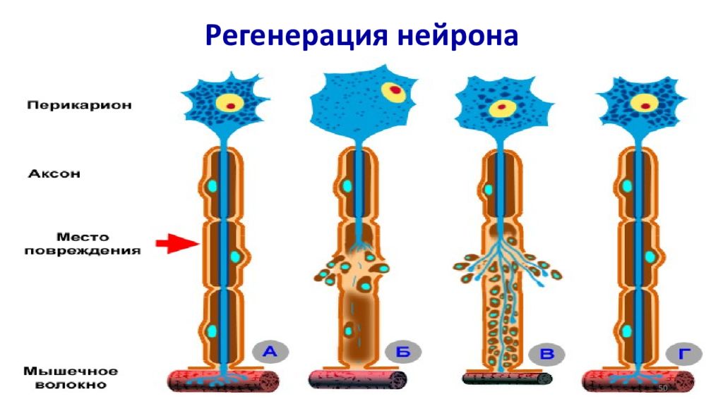 Регенерация нейронов. Регенерация нервных клеток.