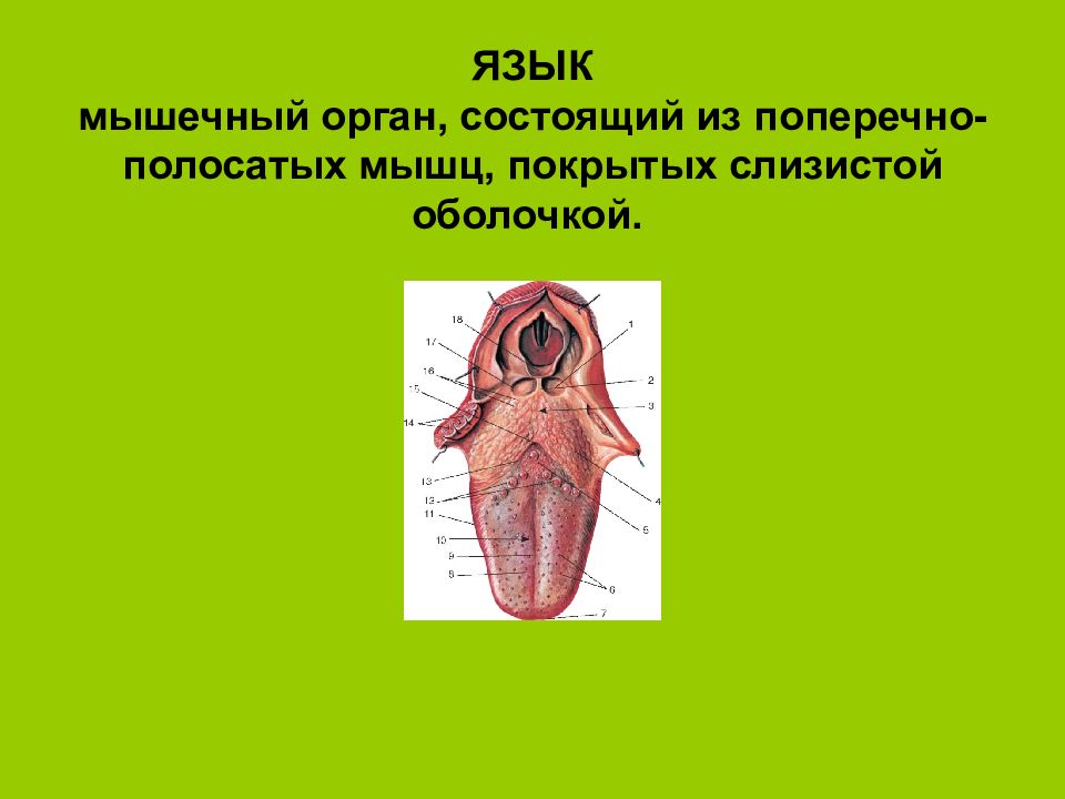 Оболочка покрывающая мышцы. Язык мышечный орган покрытый оболочкой. Строение языка состоит из поперечнополосатой мускулатуры. 2. Язык мышечный орган, покрытый оболочкой:.