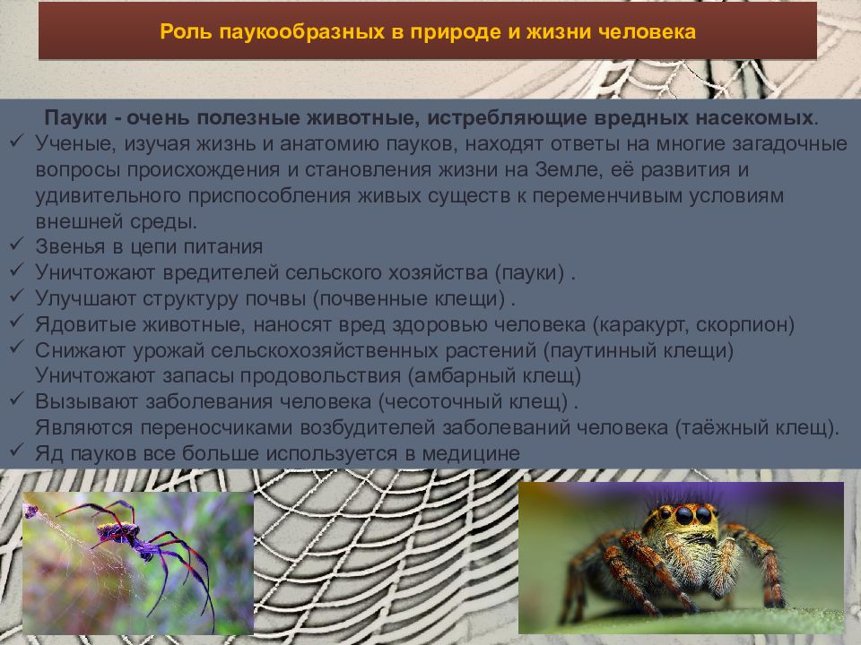 Значение пауков. Роль паукообразных в природе и в жизни человека. Роль паукообразных в жизни человека. Пол паукообразных в природе. Значение паукообразных в природе и жизни человека.