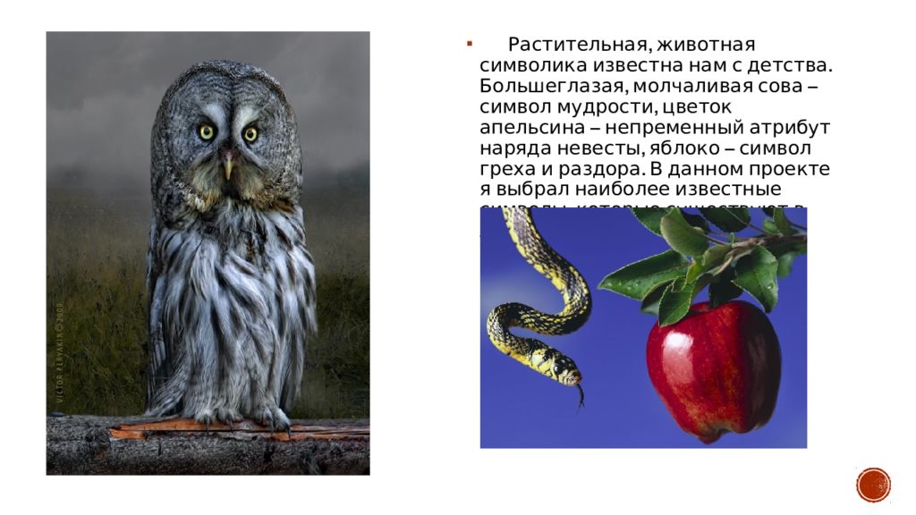 Что означает сова. Животные символизирующие мудрость. Яблоко символ знаний. Символ мудрости яблоко. Животные символ мудрости.