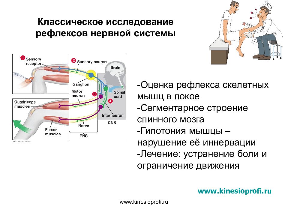 Рефлексы нервной системы. Исследование рефлексов. Оценка рефлексов. Исследование рефлексов у человека. Рефлекс нервная система.