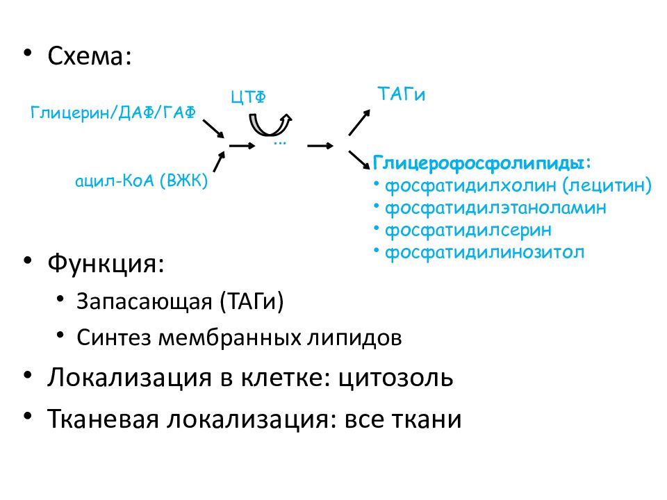 Синтез таг. Метаболизм липидов. Схема распада глицерофосфолипидов. Катаболизм глицерофосфолипидов. Глицерофосфолипиды локализация в организме.