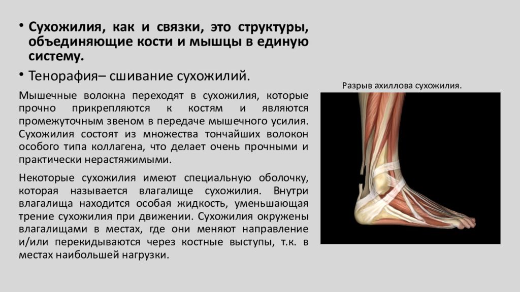 Сухожильный рефлекс схема. Каким термином называется раздражение сухожилий. Каким термином называется раздражение сухожилий. Мышцы предплечья правого вид спереди. Мышцы предплечья анатомия человека.