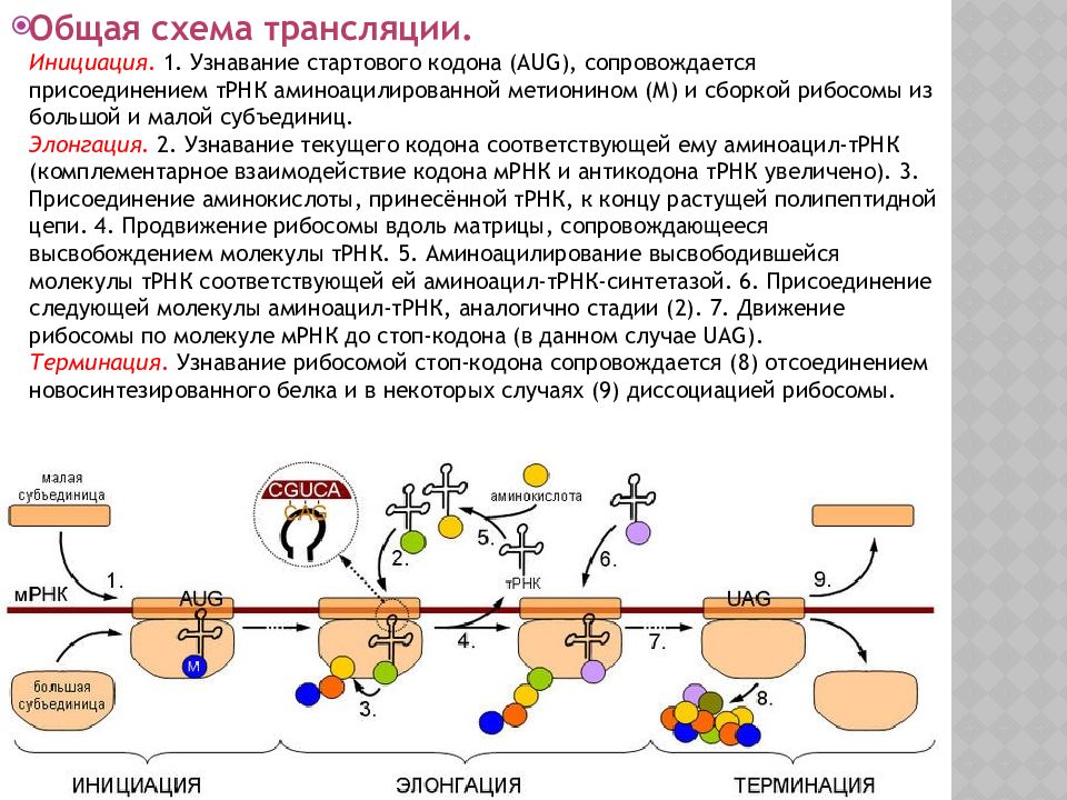 Синтез белка в бактериальной клетке. Этапы трансляции у прокариот. Инициация трансляции у прокариот схема. Инициация элонгация терминация схема. Инициация элонгация терминация синтеза белка у эукариот.