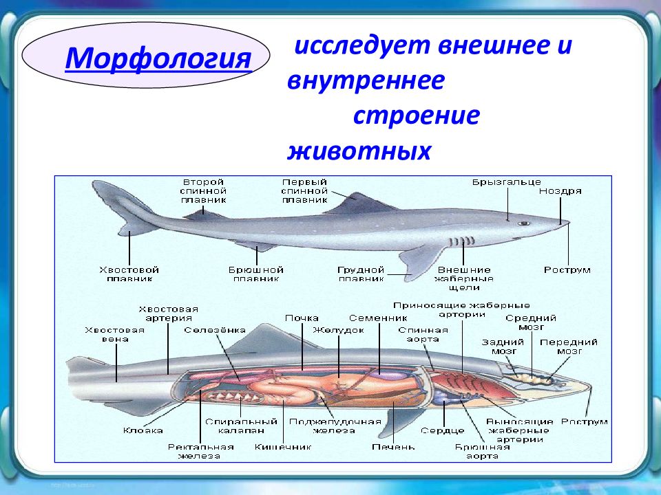 Анатомия зоология морфология