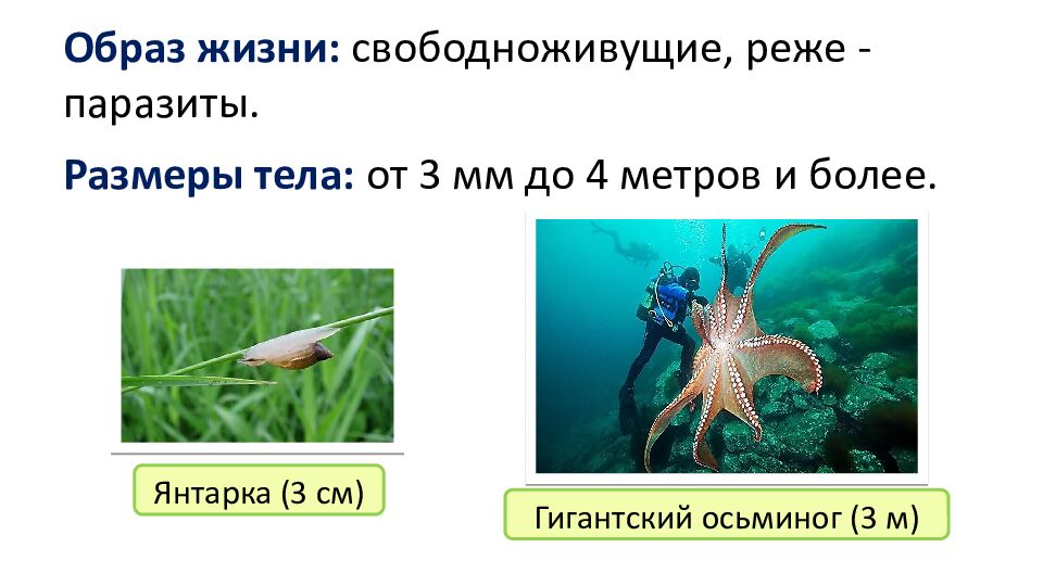 Образ жизни: свободноживущие, реже - паразиты.