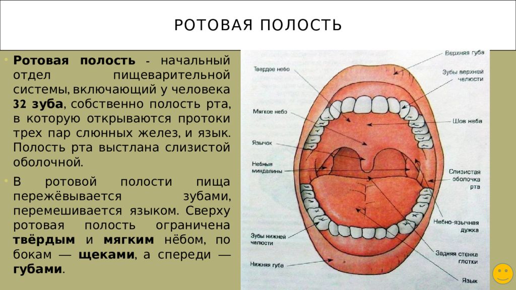 Ротовая полость строение