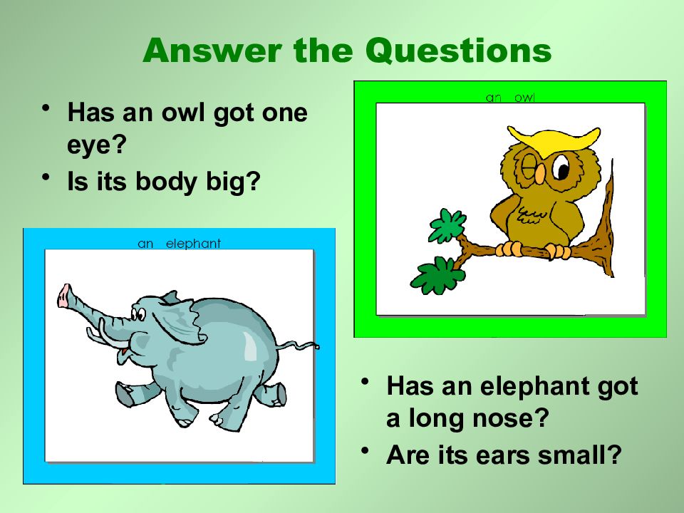 An Elephant has got a body. An Elephant has got a long nose. Have got small Ears. Marry has got an Elephant. Или Marry has got the Elephant..