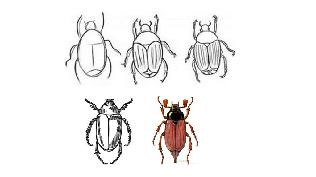 Школа 1 жуков. Разноцветные жуки изо 1 класс. Рисование жука 1 класс. Разноцветные жуки изо 1 класс презентация. Рисование Жуков 1 класс.