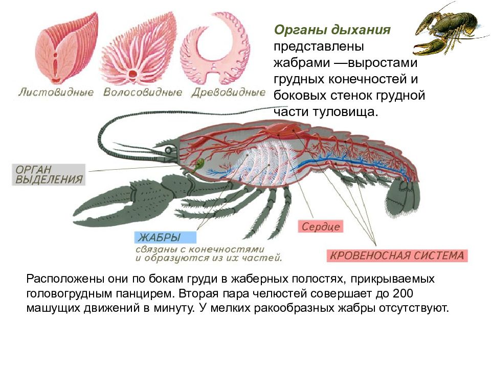 Органы дыхания членистоногих. Тип Членистоногие класс ракообразные. Кровеносная система ракообразных. Челюсти ракообразных. Органы движения членистоногих.