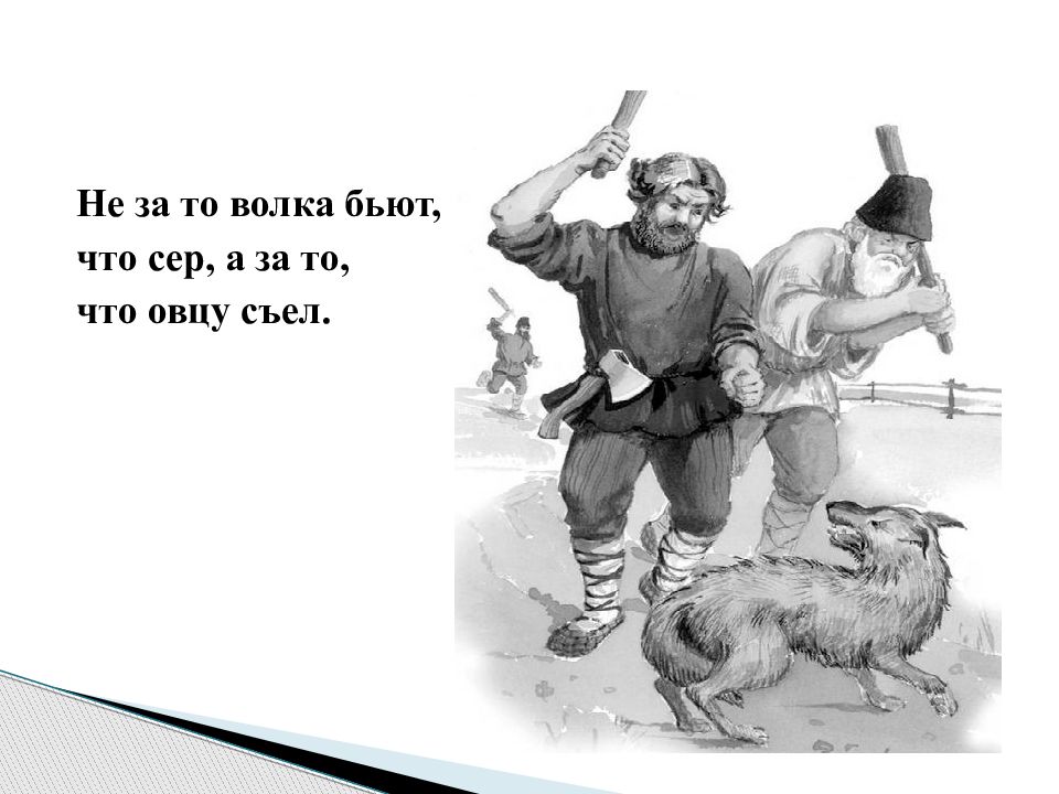 Пословица бить. Не зато волка бьют что сер а за то что овцу съел. Не за то волка бьют. Пословица не зато волка бьют что сер а за то что овцу съел. Не за то волка бьют что сер а за то.