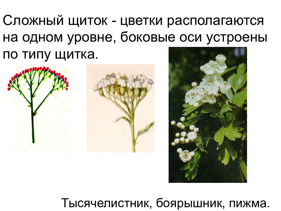 Рисунок щиток соцветие