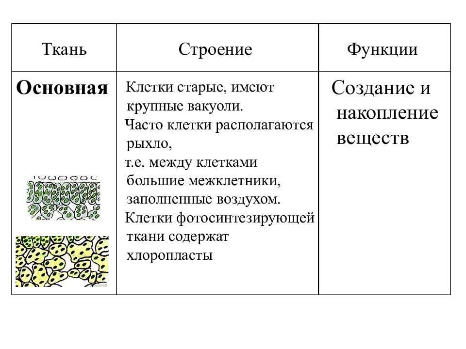 Какая особенность строения клеток. Особенности строения клеток основной ткани. Основная ткань особенности строения клеток. Строение и функции основной ткани. Основная ткань строение и функции.