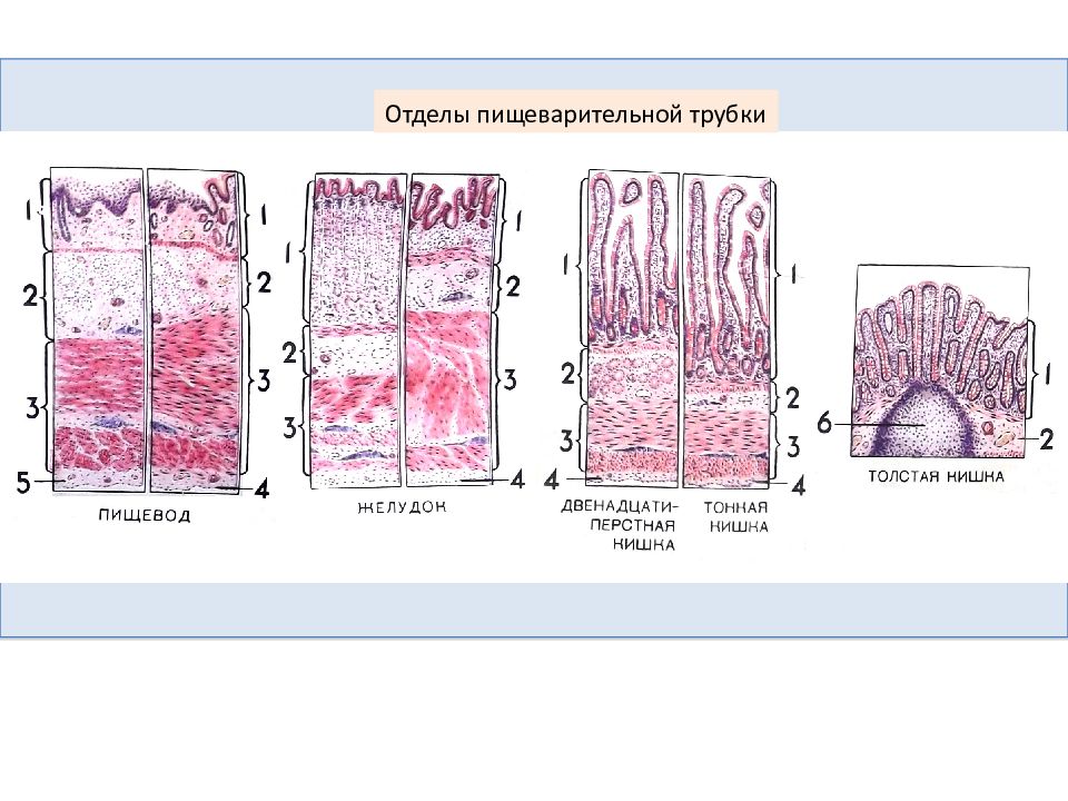 Общий план строения пищеварительной трубки гистология