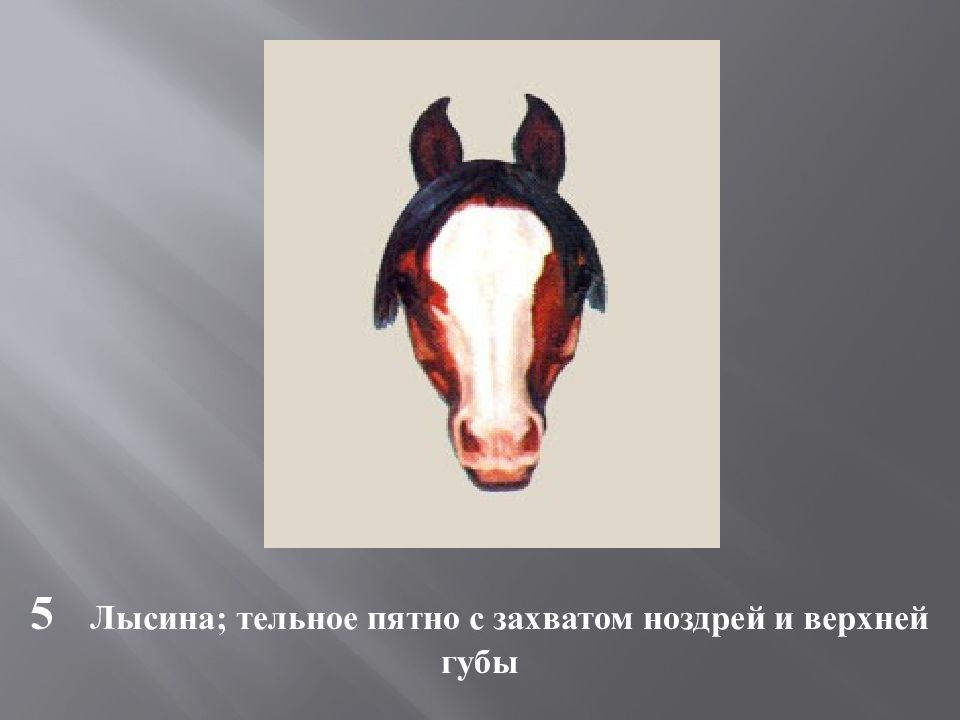 Масти и отметины у лошадей