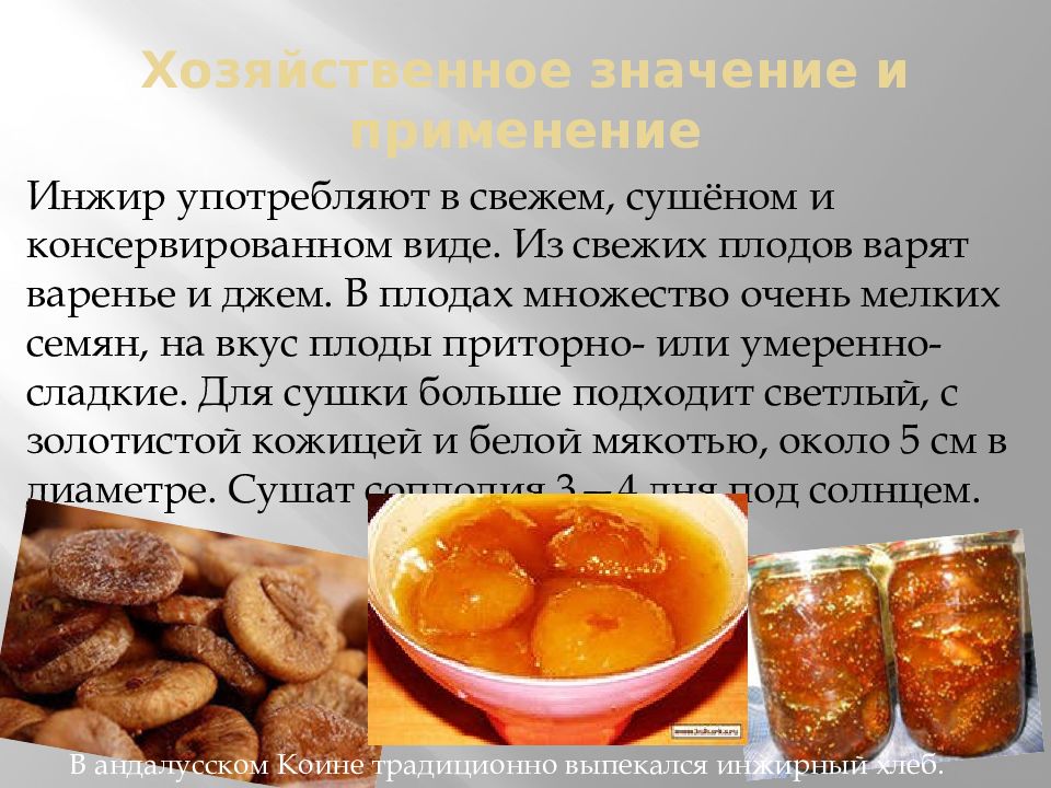 Как принимать инжир. Фиговая презентация. инжир химический состав. использование инжира в кулинарии. инжир полезные свойства и противопоказания для женщин.