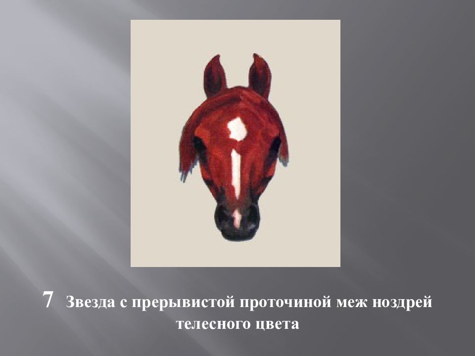 Масти и отметины у лошадей