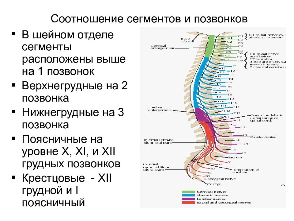 Шейный спинной мозг. Физиология спинного мозга. Соотношение сегментов и позвонков. Сегменты спинного мозга и позвонки. Соотношение сегментов спинного мозга и позвоночника.