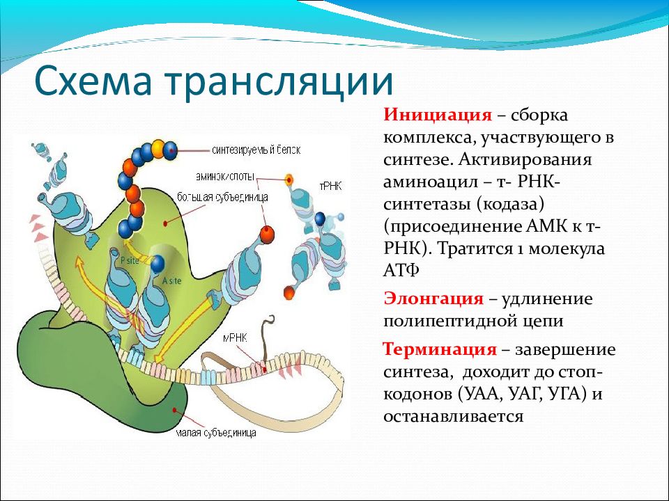 Трансляция картинка биология