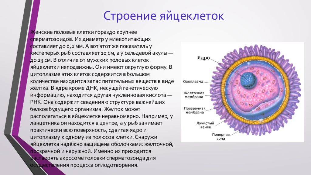 В каких органах образуются половые клетки. Строение яйцеклетки биология 10. Строение яйцеклетки 8 класс биология. Функции яйцеклетки гистология. Строение яйцеклетки оболочки.