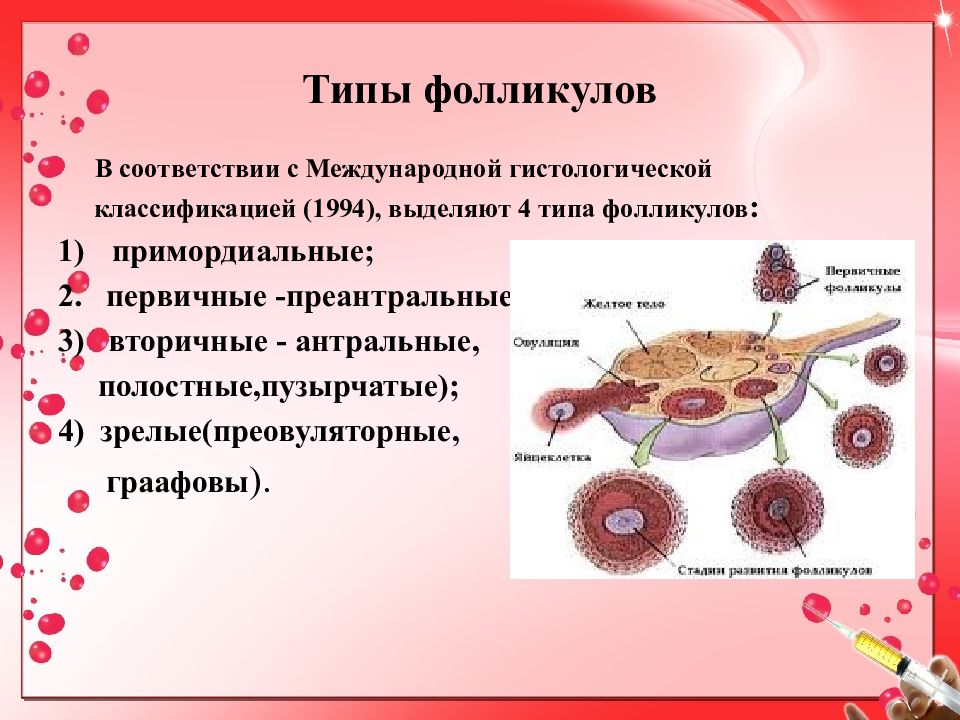 Схема развития фолликулов яичника