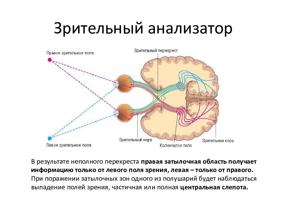 Процесс в результате которого два отдельных плоских изображения предмета которые получают