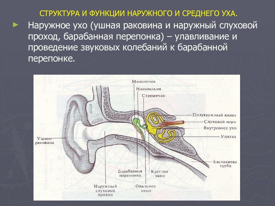 Назовите структуры уха человека обозначенные на рисунке буквами а и б