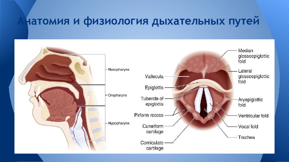 А натоми я и физиологи я дыхательных путей