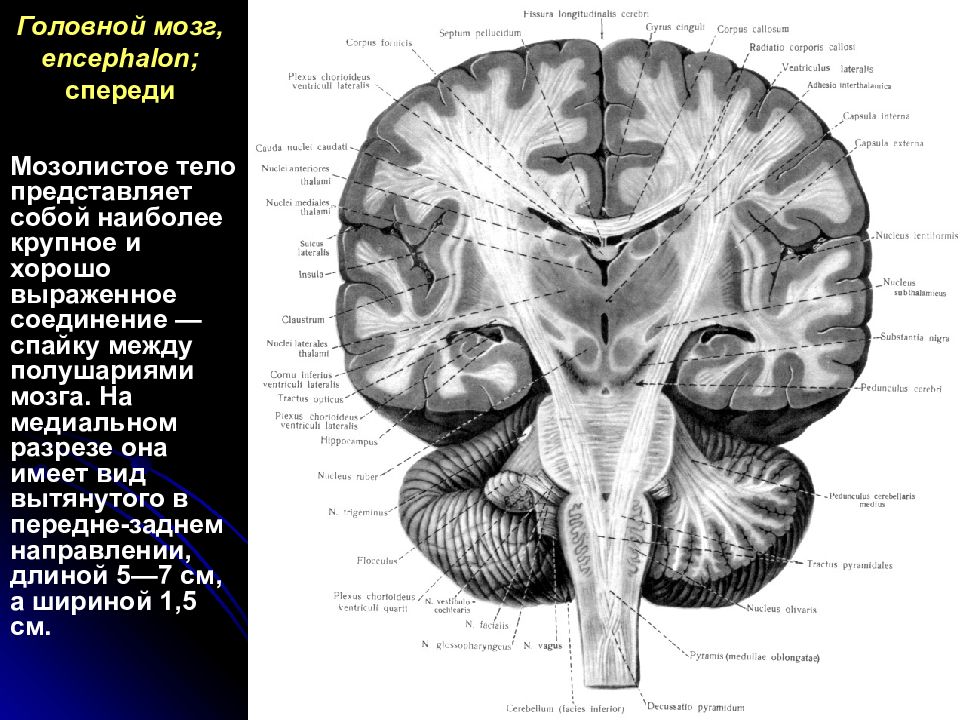 Мозолистое тело. Головной мозг Encephalon. Мозолистое тело головного мозга. Конечный мозг анатомия мозолистое тело. Мозолистое тело между полушариями мозга.