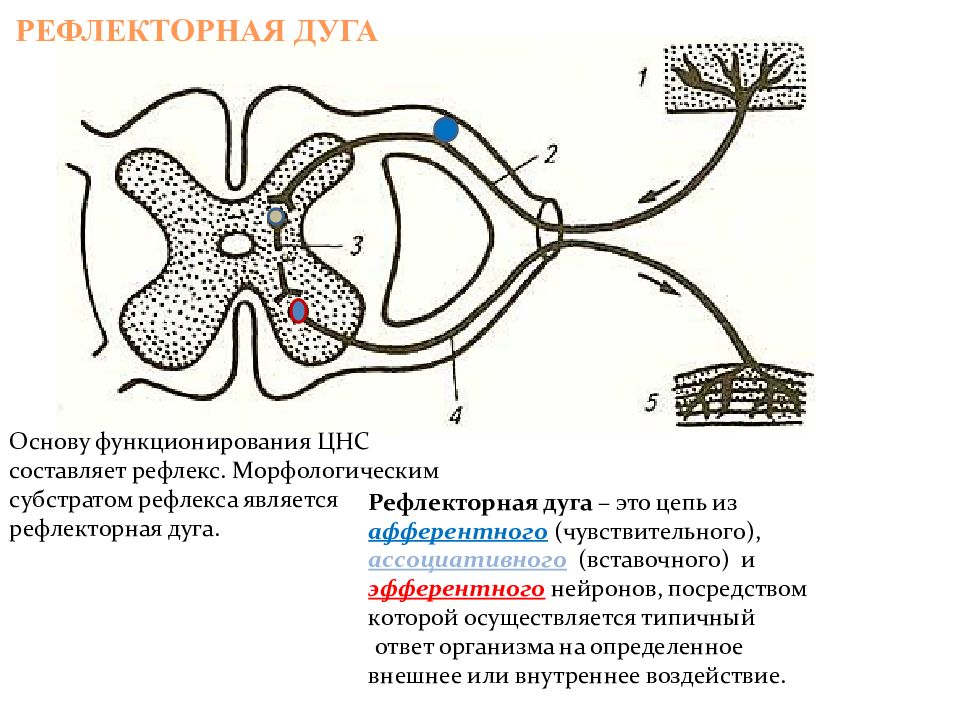 Как называется звено рефлекторной дуги обозначенное на схеме номером 1