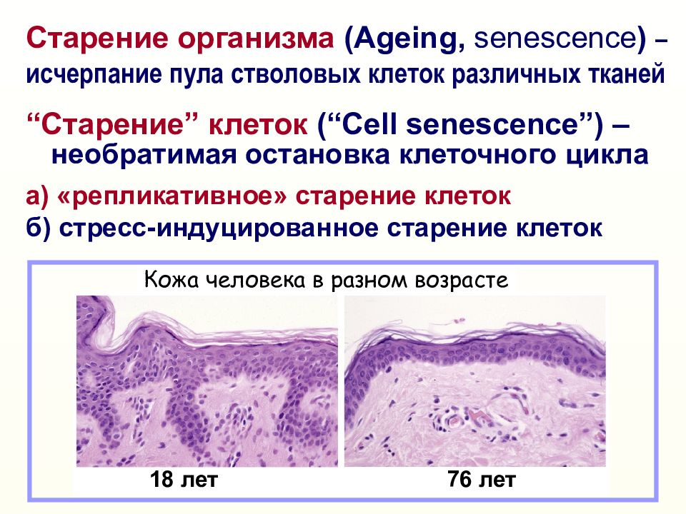 Морфологические изменения при старении презентация