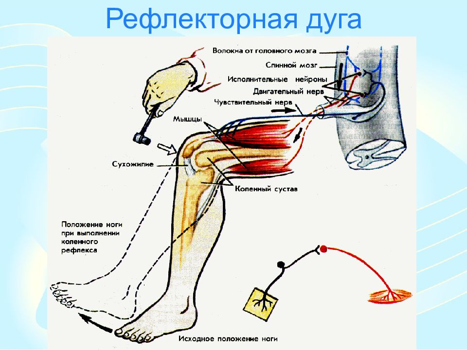 Рефлекторная дуга коленного рефлекса рисунок